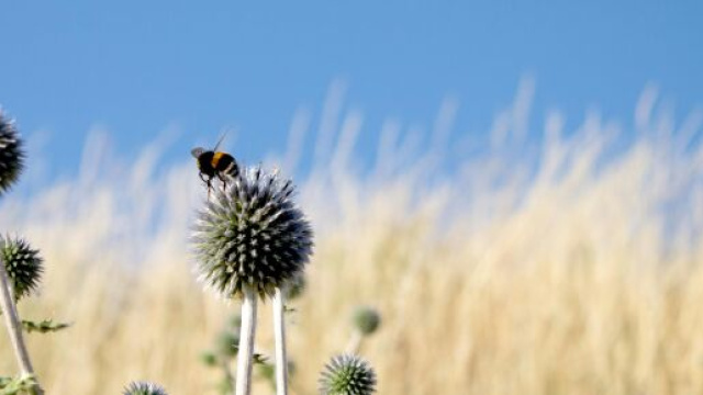 Bombo Sul cardo sferico in un campo- &copy; Pexels