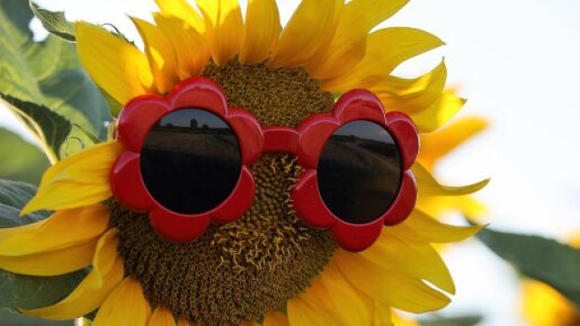 Girasole con occhiali &copy; Immagine di Pixabay