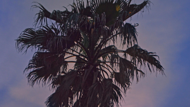 Palma al tramonto estivo - &copy; Pexels