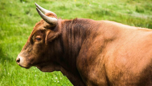 Un Toro in mezzo al prato &copy; Pixabay.