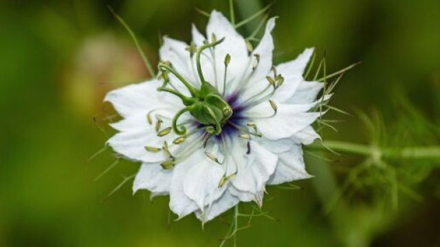 Una Nigella damascena, comunemente conosciuta come Damigella &ndash; &copy; Pixabay.