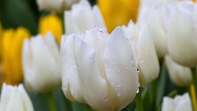 Dei tulipani colorati (&copy; pixabay.com).