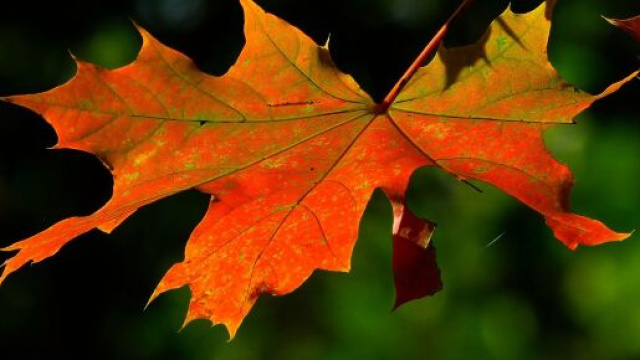 Colori autunnali di una foglia d&rsquo;acero &ndash; &copy; Pixabay.