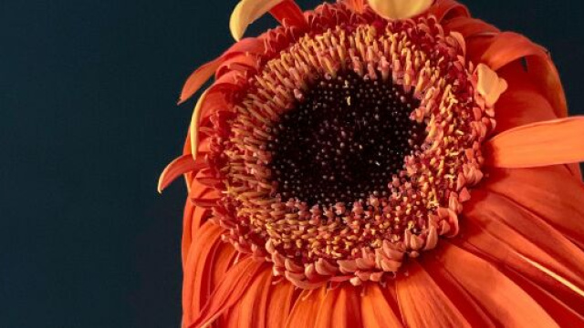 Fiore arancione mosso dal vento-&copy; Pexels