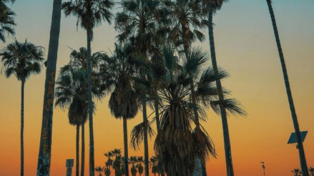 Un paesaggio con palme &ndash; &copy; Pexels.