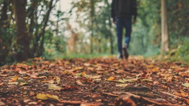Una persona che cammina su un sentiero nel bosco &ndash; &copy; Pixabay.
