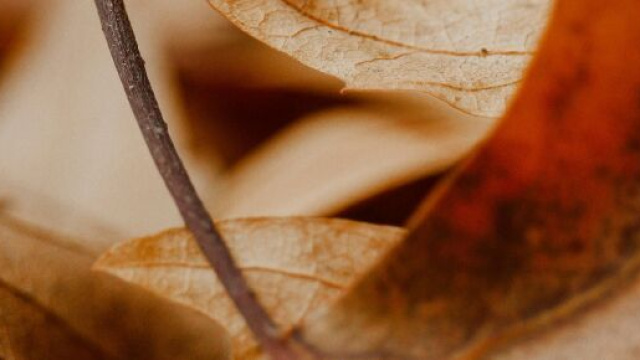 Foglie secche in autunno -&copy; Pexels.