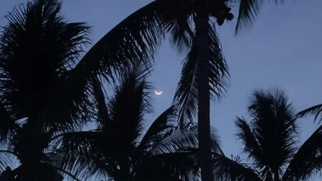 Palme con piccola mezzaluna- &copy; Pexels