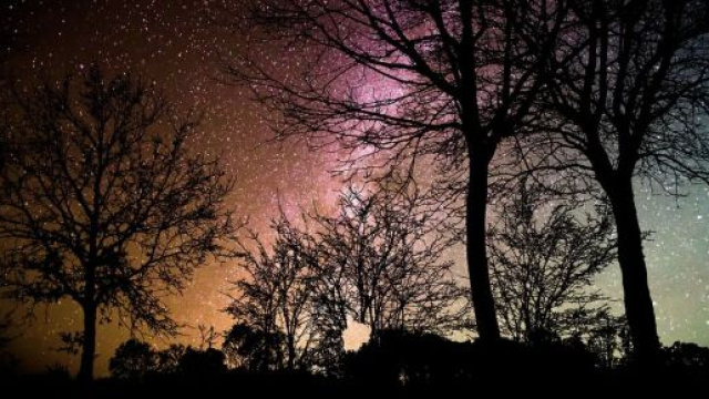 Alberi in ombra sotto a un cielo stellato &copy; pixabay