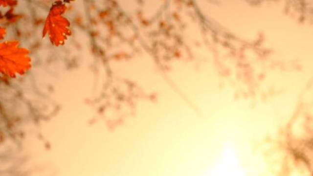 Rami d'autunno illuminati dal sole (&copy;pixabay.com).