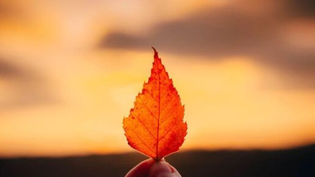 Una foglia appassita (&copy;pixabay.com)