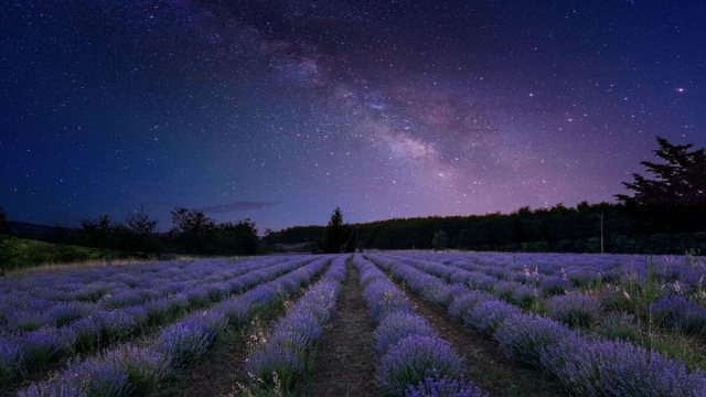 Cielo stellato su un campo di lavanda - pixabay.com.