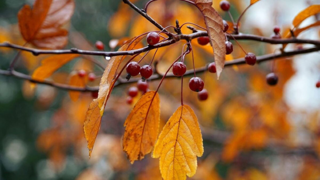 Ciliegie e foglie, foto da &copy;Pixabay.