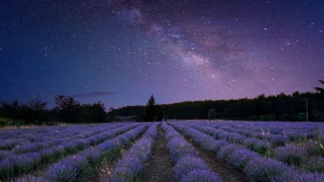 Un cielo di stelle su un campo di lavanda - pixabay.com.