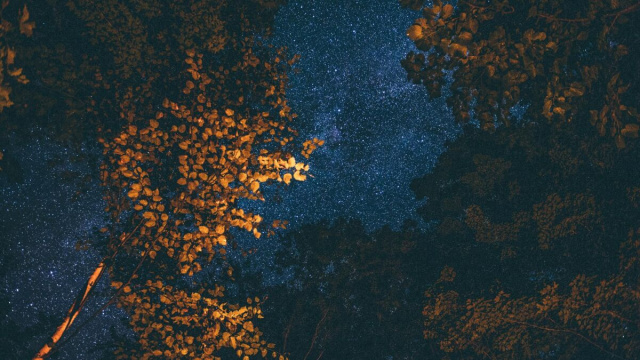 Alberi con foglie gialle &copy; Pexels