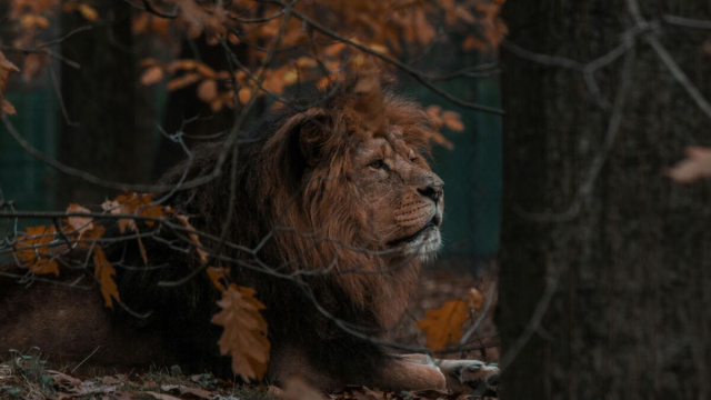 Un leone nella foresta con foliage- &copy; Pexels.