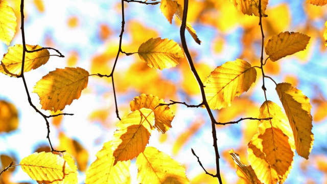 Foglie sugli alberi di colore gialle su sfondo chiaro &copy; Pixabay.