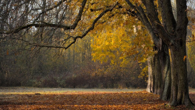 Alberi in autunno con foglie colorate &ndash; &copy; Pixabay.