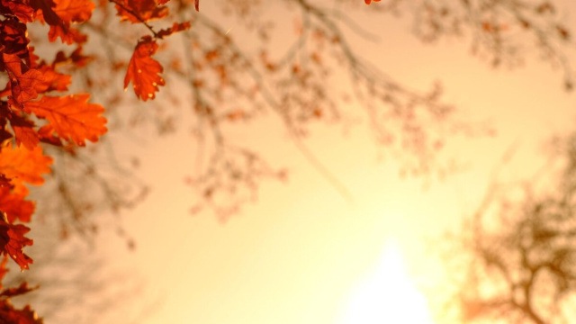 Foglie di quercia autunnali illuminate dal sole &copy; Pixabay.