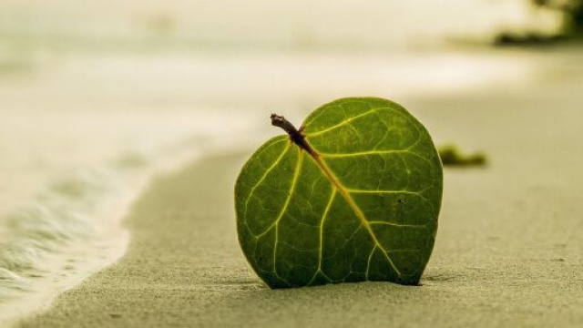 Una foglia di Coccoloba uvifera, comunemente detta 'uva di mare' &ndash; &copy; Pixabay.