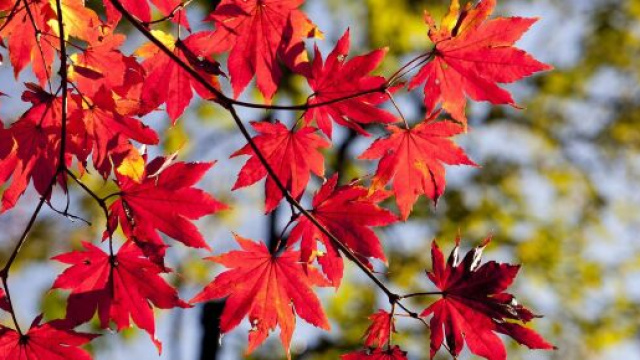 Foglie autunnali sull'albero &copy; Pixabay