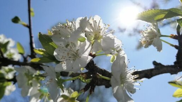 Un ramo in fiore (&copy;pixabay.com)