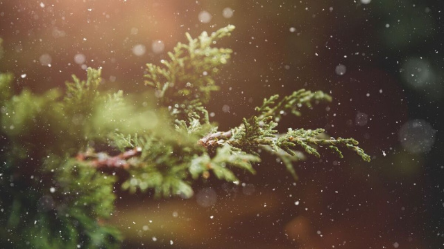 Un ramo d'albero (&copy;pixabay.com)