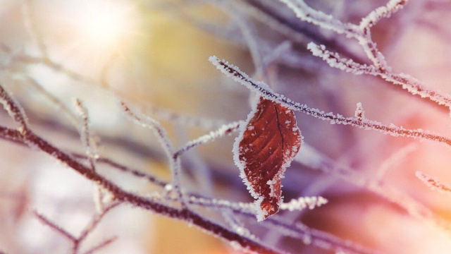 Ramo d'albero coperto di neve (&copy;pixabay.com)