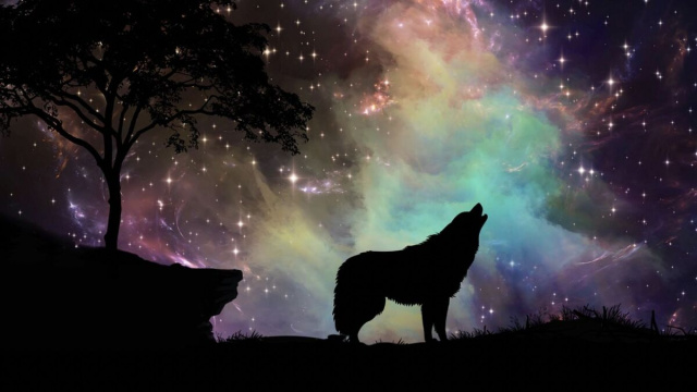 Un lupo in ombra che ulula al cielo stellato - pixabay.com