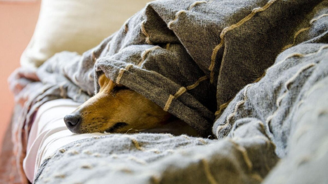 Cane che dorme sotto le coperte &copy; Pixabay.