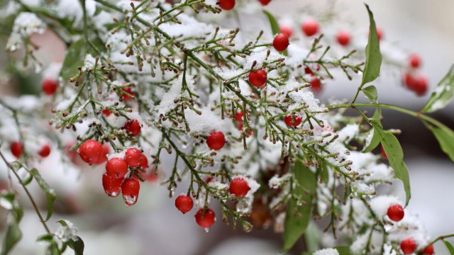 Ramo d'albero innevato (&copy;pixabay.com)