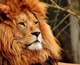 Oroscopo segno del Leone &copy; Pixabay