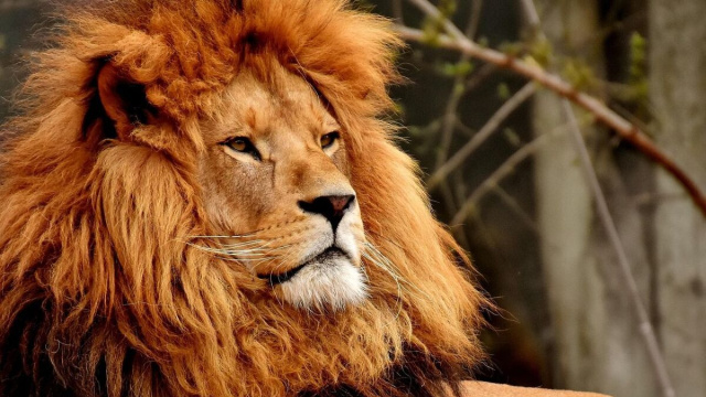 Oroscopo segno del Leone &copy; Pixabay