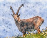 Segno zodiacale del Capricorno &copy; Pixabay.