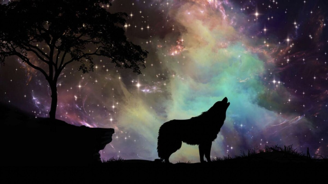 Un lupo in ombra che ulula alle stelle - pixabay.com