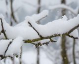 Immagine con neve ghiacciata su rametto - &copy; Pixabay.