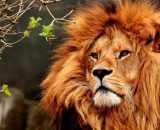 Oroscopo segno del Leone &copy; Pixabay