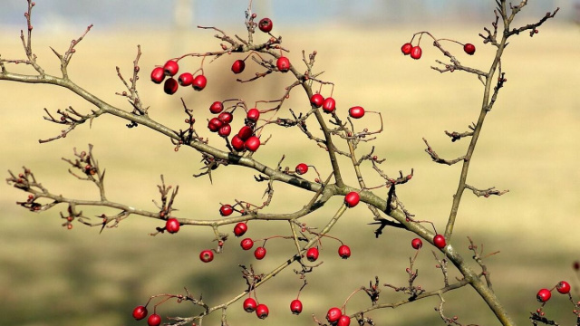 Un ramo spoglio ma con i semi &copy; Pixabay