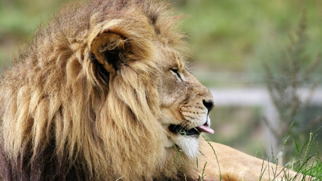 Leone che si rilassa sdraiato-&copy; Pexels