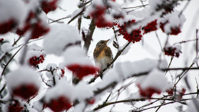 Uccellino in un ramo d'albero innevato (&copy;pixabay.com)