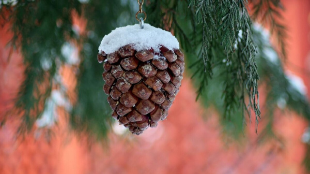 Una pigna ricoperta di neve (&copy;pixabay.com)