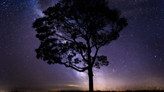 Albero in ombra su uno sfondo di un cielo stellato - pixabay.com