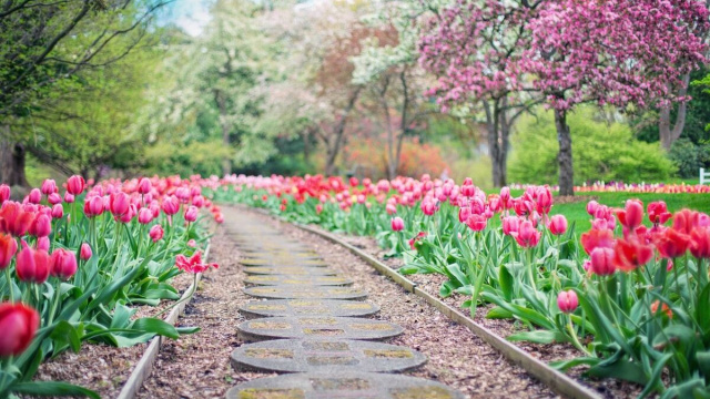 Un viale fiorito (&copy;pixabay.com)