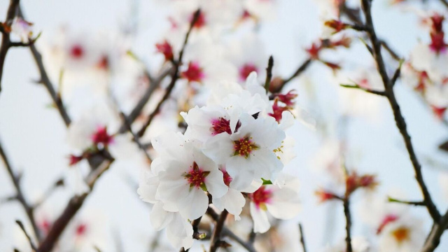 Ramo d'albero in fiore (&copy;pixabay.com)