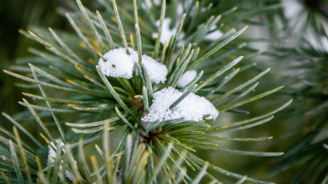Aghi di pino con neve- &copy;Pexels