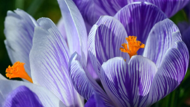 Dei fiori colorati (&copy;pixabay.com)