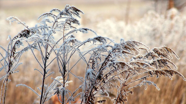 Rami coperti di neve &copy; Pixabay.