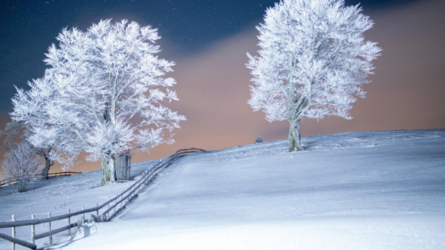 Alberi e prato coperti di neve- &copy;Pexels