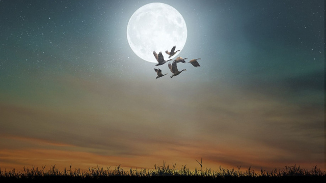 Cigni in volo che passano davanti alla luna - pixabay.com