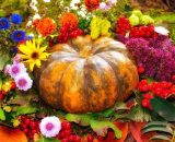 Una zucca e dei fiori (&copy;pixabay.com)